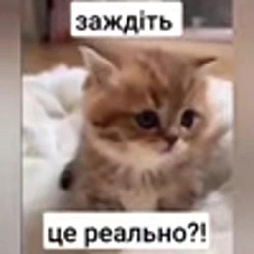 😳 Эмодзи «zroz» для Telegram