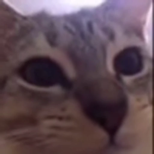 😼 Эмодзи «zroz» для Telegram
