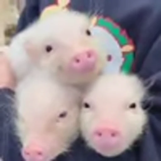 🐷 Эмодзи «zroz» для Telegram