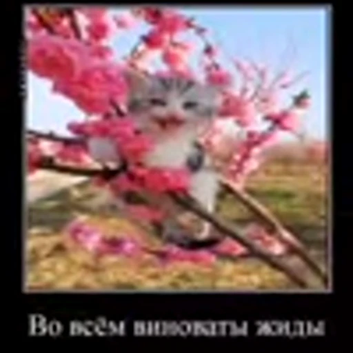 🙋 Эмодзи «zroz» для Telegram