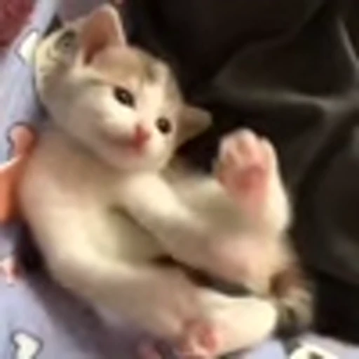 😼 Эмодзи «zroz» для Telegram
