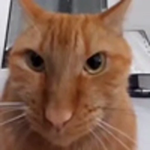 😾 Эмодзи «zroz» для Telegram