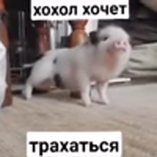 🐽 Эмодзи «zroz» для Telegram