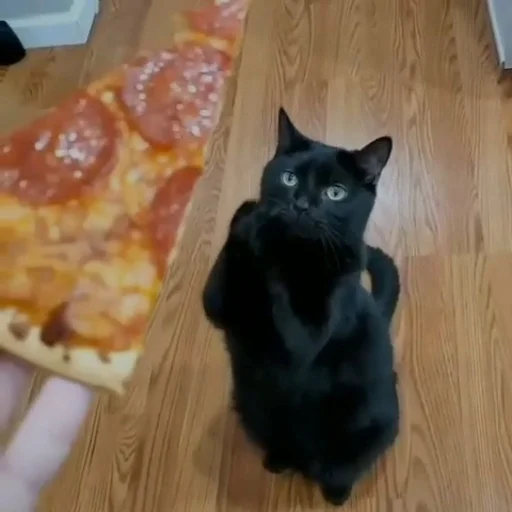 🍕 Стикер «ебаный зоопарк» для Telegram