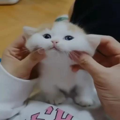 😻 Стикер «ебаный зоопарк» для Telegram