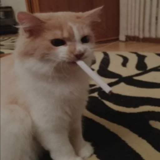 🚬 Стикер «ебаный зоопарк» для Telegram