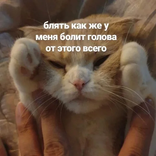 😞 Стикер «ебаный зоопарк» для Telegram