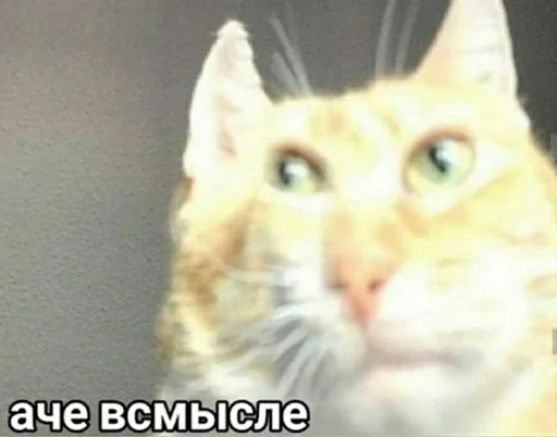 🤔 Стикер «звуки тоста» для Telegram