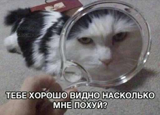 🤬 Стикер «звуки тоста» для Telegram