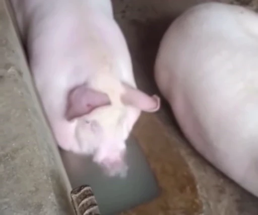 🐖 Стикер «звуки тоста ed.2» для Telegram