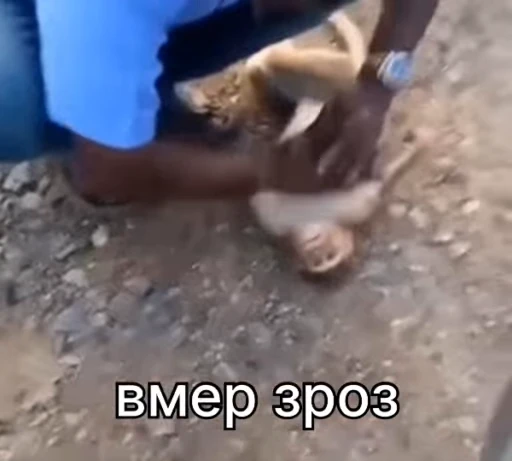 😵 Стикер «зроз 1» для Telegram
