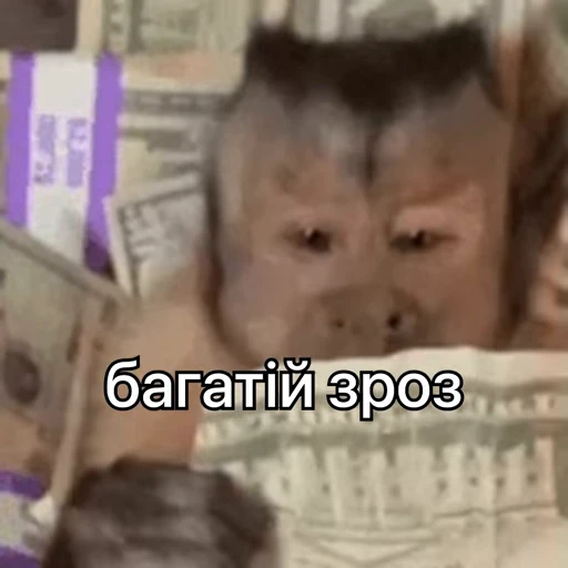 🤑 Стикер «зроз 1» для Telegram