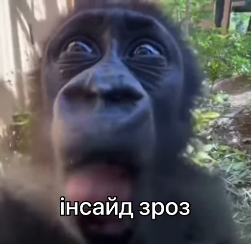 ⚡️ Стикер «зроз 1» для Telegram
