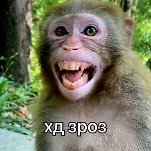😆 Стикер «зроз 1» для Telegram