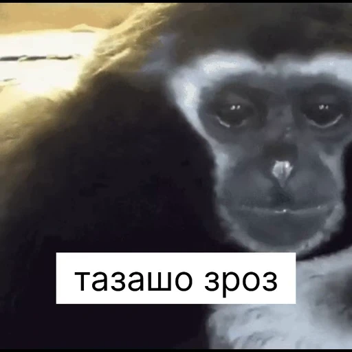 🙁 Стикер «зроз 1» для Telegram
