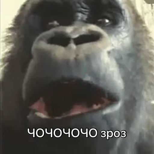 🤯 Стикер «зроз 1» для Telegram