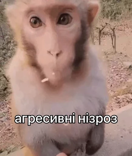 😡 Стикер «зроз 1» для Telegram