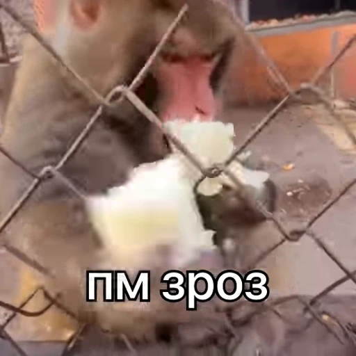 🤬 Стикер «зроз 1» для Telegram