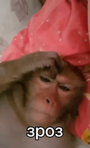 🐒 Стикер «зроз 1» для Telegram