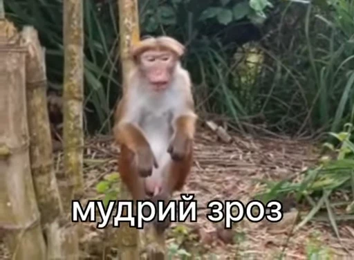 🧠 Стикер «зроз 1» для Telegram