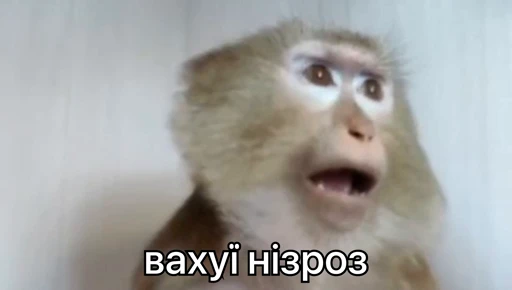 🤯 Стикер «зроз 1» для Telegram